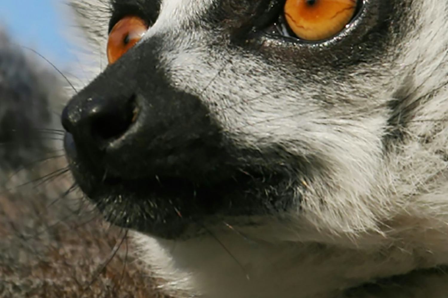 Highlights of Madagascar USIT Ireland Highlights of Madagascar USIT Ireland